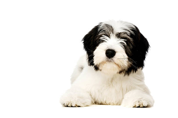 Polish Lowland Sheepdog isolated on a white background Polish Lowland Sheepdog puppy laid isolated on a white background polish culture stock pictures, royalty-free photos & images