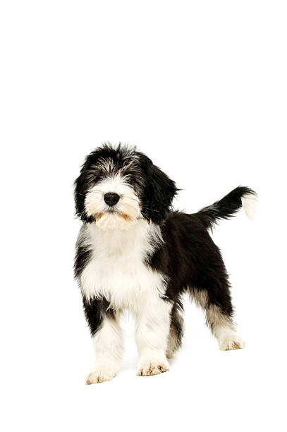 istock Polish Lowland Sheepdog isolated on a white background 488031917