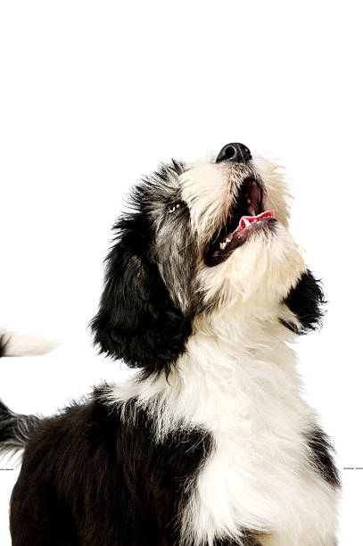 istock Polish Lowland Sheepdog isolated on a white background 488031923