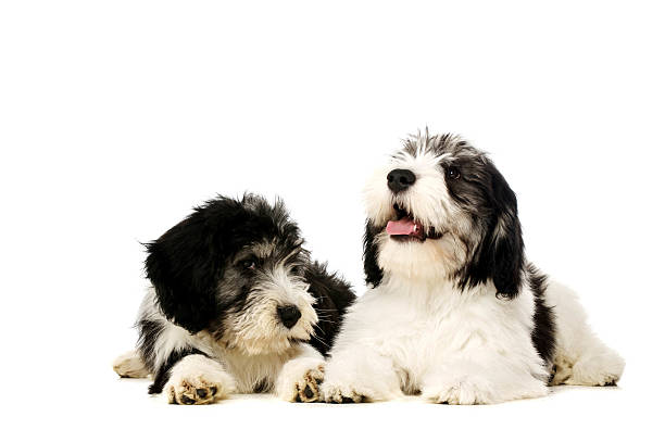 Polish Lowland Sheepdog isolated on a white background Two Polish Lowland Sheepdog laid together isolated on a white background polish lowland sheepdog stock pictures, royalty-free photos & images