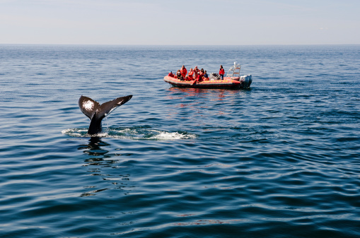 Bay of Fundy, Nova Scotia, Canada - August 25, 2012: Tourists on a whale watching boat watch as a family of humpback whales surface to breath in the Bay Of Fundy off the coast of Nova Scotia.