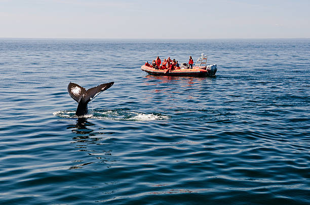 Bay of Fundy Whale Watching Bay of Fundy, Nova Scotia, Canada - August 25, 2012: Tourists on a whale watching boat watch as a family of humpback whales surface to breath in the Bay Of Fundy off the coast of Nova Scotia. humpback whale photos stock pictures, royalty-free photos & images