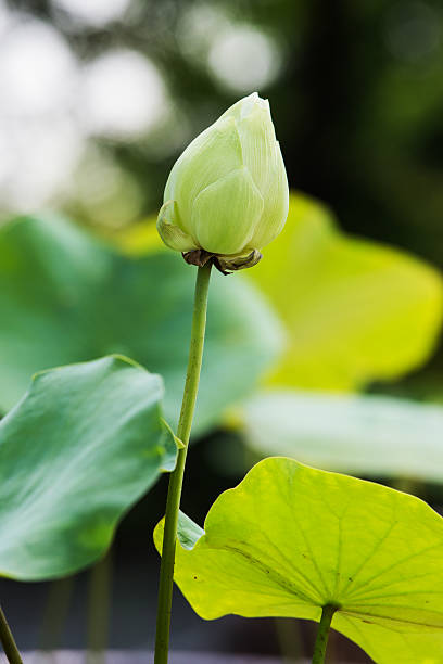 istock Lotus flower beautiful lotus. 488047317
