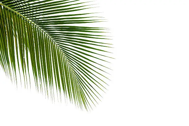 coconut leaves frame isolated on white background, clipping path included