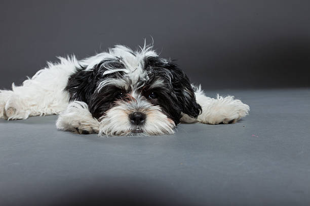 istock Cute black and white boomer dog against grey background. 488048575