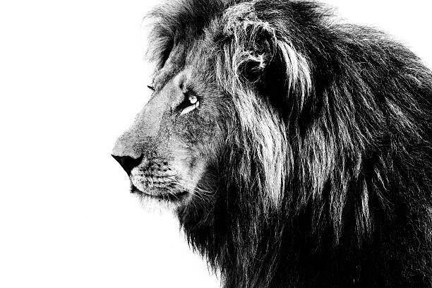 Lion, black and white stock photo