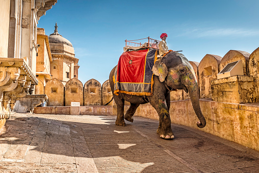 Jaipur, India - March 16, 2014: Guide with his elephant exiting Amber (Amer) Fort, heading to the foothill to pick up new tourist groups.