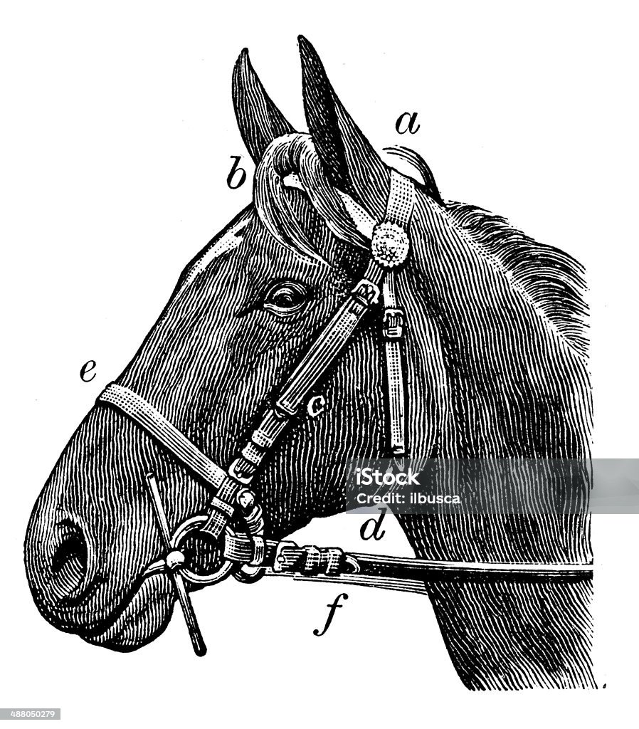 Antique illustration of horse rein Horse stock illustration