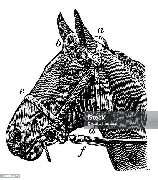Antique Illustration Of Horse Rein Stock Illustration - Download Image Now - Horse, Engraved Image, Old-fashioned