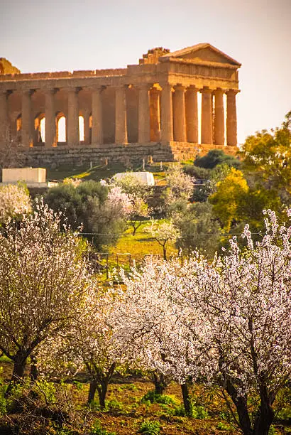 Almond Trees in Bloom at the Valley of Temples near Agrigento, Sicily