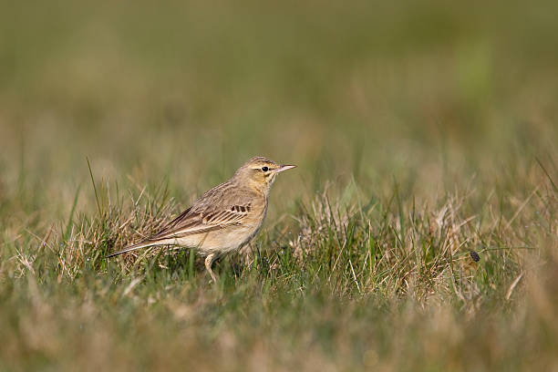 istock Tawny Pipit in grassland field 488050707