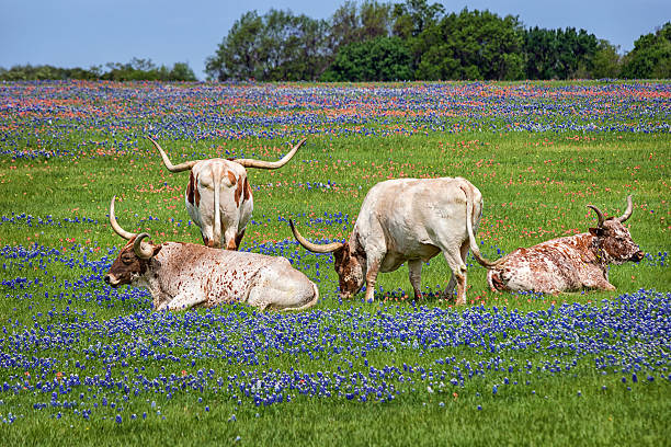 istock Texas longhorn cattle in bluebonnets 488050733