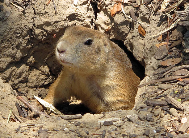 istock Black-tailed Prairie Dog in Burrow 488050745
