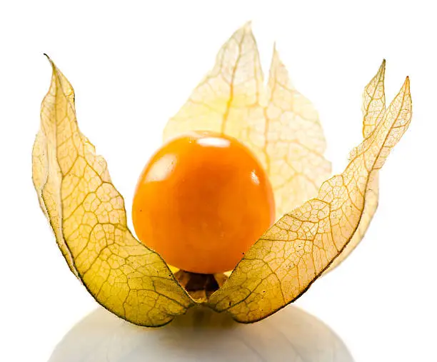 Physalis isolated on a white reflexive background