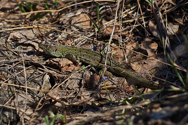 istock Green lizard   in the spring sunshine. 488051523
