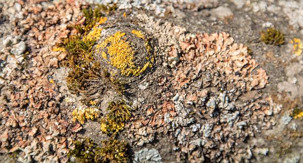 moss and lichen full frame colorfull moss and lichen detail knurl stock pictures, royalty-free photos & images