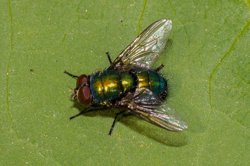a green bottle fly on a leaf