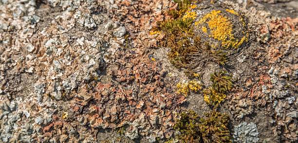 moss and lichen full frame colorfull moss and lichen detail knurl stock pictures, royalty-free photos & images