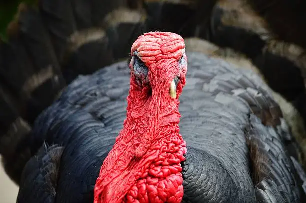 Close up of a wrinkly turkey.