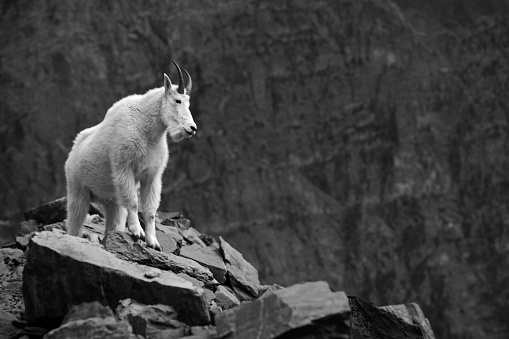 Mountain goat against a dramatic rocky landscape - Glacier national park, Montana