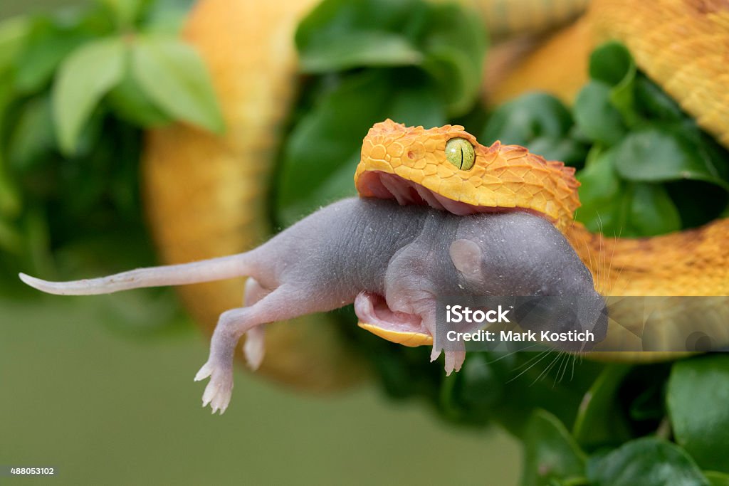 Venomous Bush Viper Snake Eating Rodent Eating Stock Photo