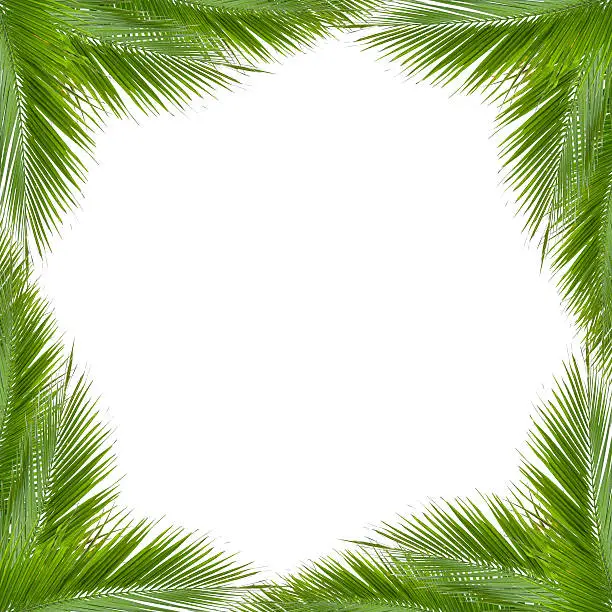Leaves of coconut tree isolated on white background, clipping path included