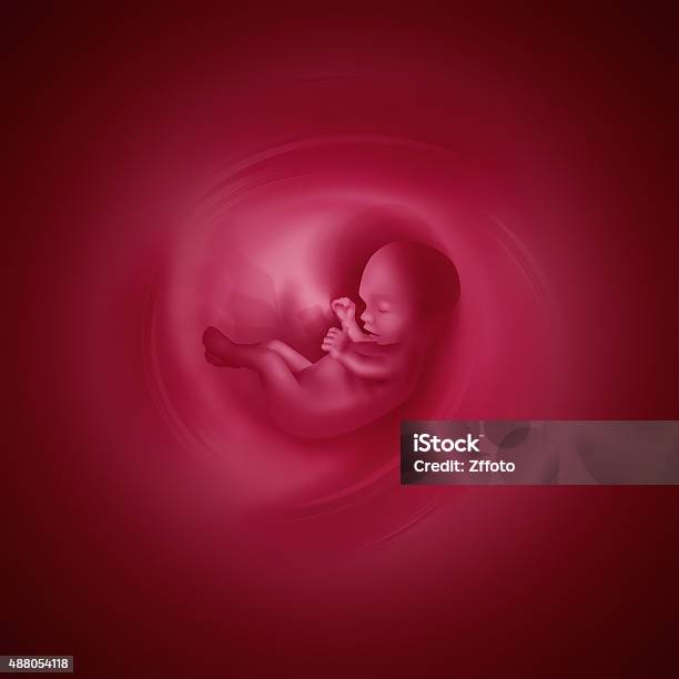 Embryo Stock Photo - Download Image Now - Fetus, Child, Placenta