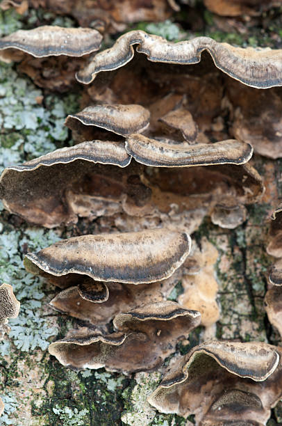 Timber fungus Timber fungus on a willow body sponger stock pictures, royalty-free photos & images