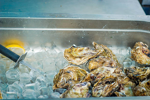 oysters