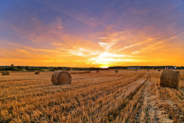 istock Field of freshly bales 488056644