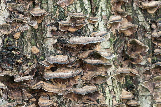 Timber fungus Timber fungus on a willow body sponger stock pictures, royalty-free photos & images