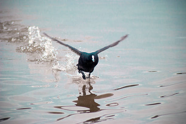 coot bird landing on water on a lake with its wings out