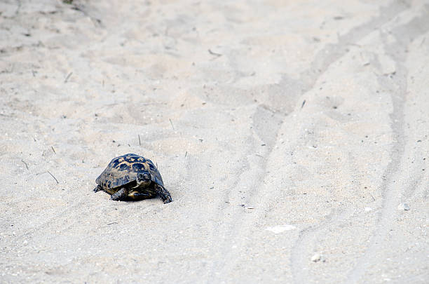 �거북이 - sea turtle square shape square endangered species 뉴스 사진 이미지