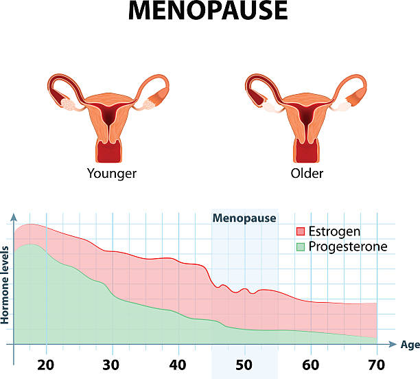 illustrazioni stock, clip art, cartoni animati e icone di tendenza di menopausa o climacteric - estrogeno