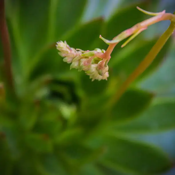 Echeveria agavoides flower raceme