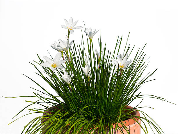 giglio bianco zefiro, zephyranthes candida, nella pentola su sfondo bianco - zephyranthes lily foto e immagini stock