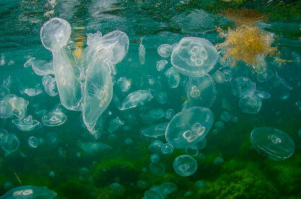 ohrenqualle - jellyfish translucent sea glowing stock-fotos und bilder