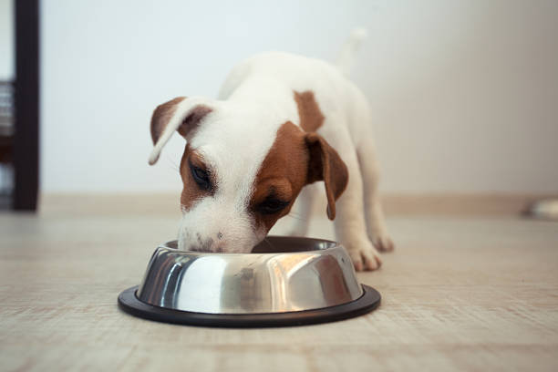 子犬のお食事 - dog eating puppy food ストックフォトと画像