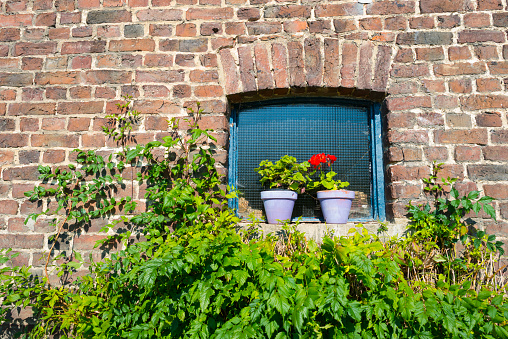 Flowers in a flowerpot outside a window in summer