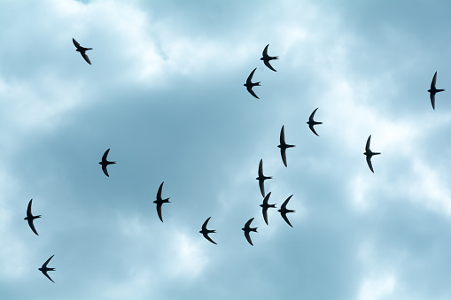 flock of swallows in the sky