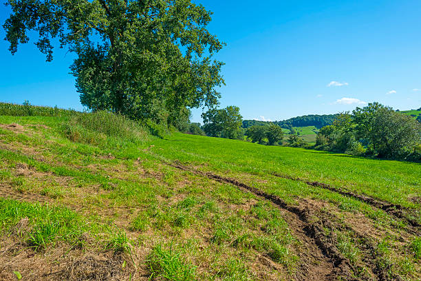 istock Tracks in a meadow in summer 488061670