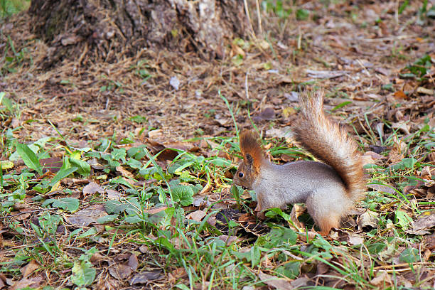 esquilo em pé no chão - squirrel softness wildlife horizontal - fotografias e filmes do acervo