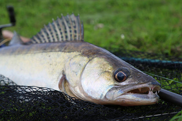 istock zander fishing catch 488063170