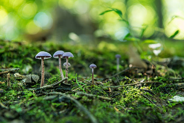 Tiny Purple Mushrooms in Moss stock photo