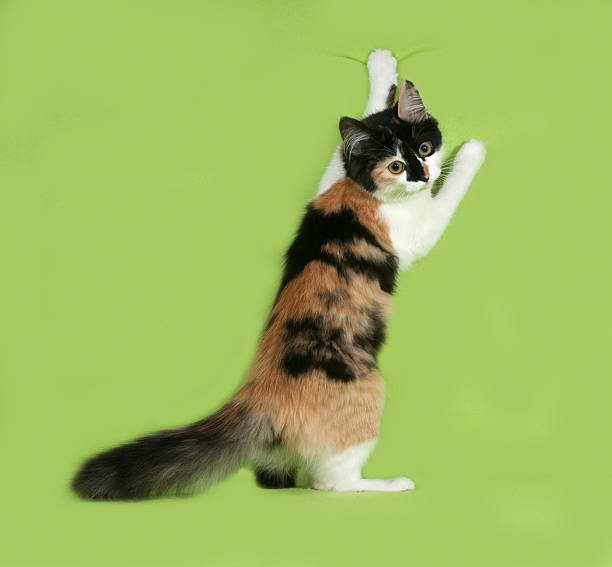 istock Tricolor fluffy kitten standing on green 488063924
