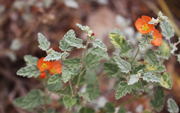 istock Beautiful orange wild flower 488066014