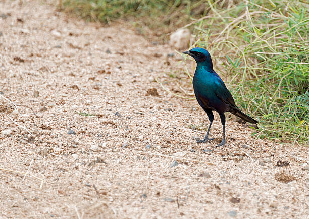 istock the Lamprotornis chalybaeus 488074629