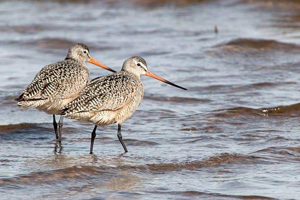A pair of marbled godwit birds walk and feed along the shoreline of Chatfield Reservoir State Park in Colorado.