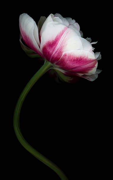 istock Red and White Double Tulip -XXXL 488074987
