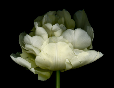 White Double Tulip isolated against a black background.